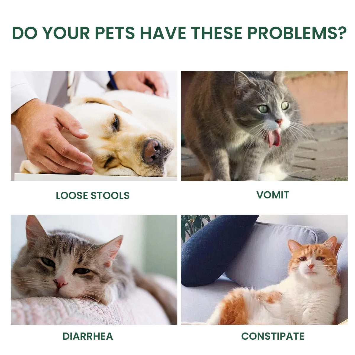 Gouttes probiotiques pour l'hygiène bucco-dentaire des chats et des chiens